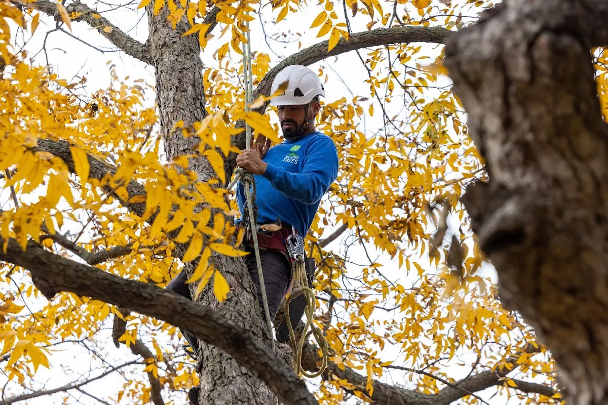 Skilled Tree Trimming crew working in Valparaiso